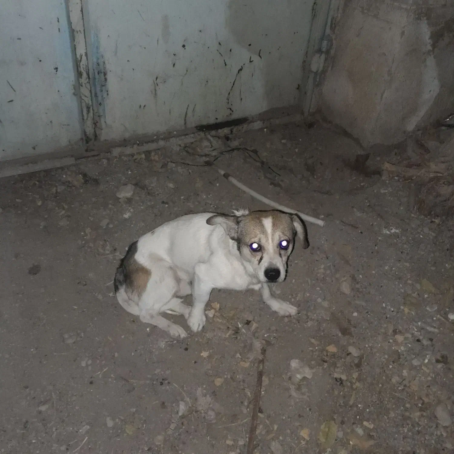 سگ پیدا شده محمدسهر|سگ|محمدشهر, ولدآباد|دیوار