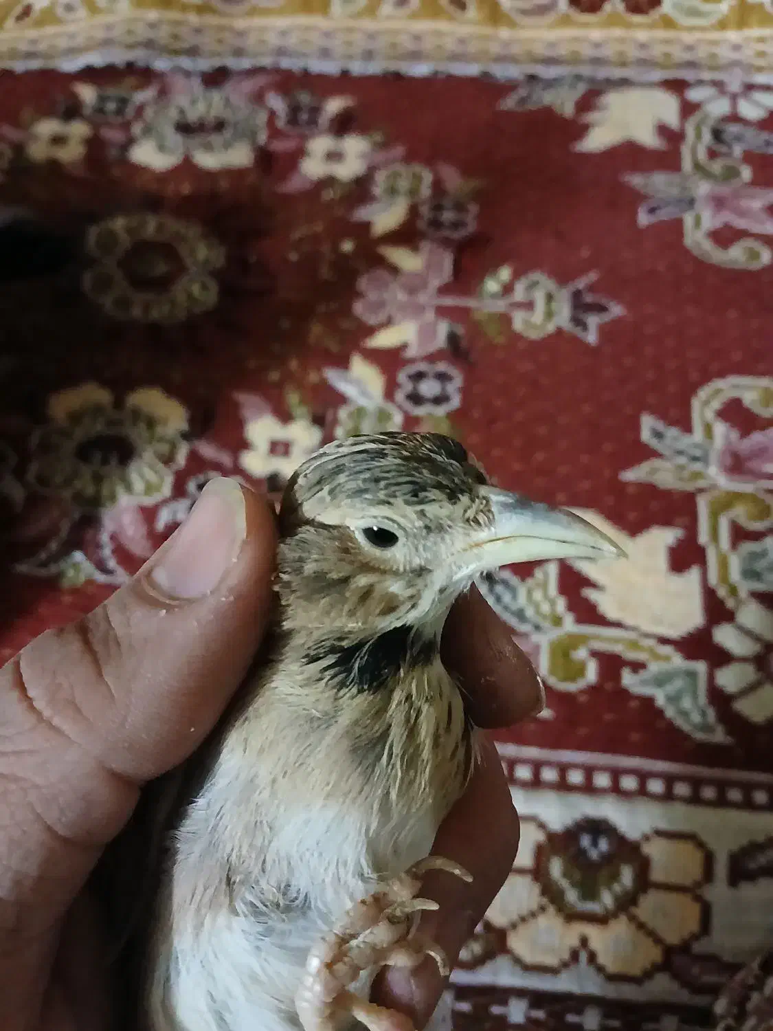 قناری طبیعت نر|پرنده|قزوین, |دیوار