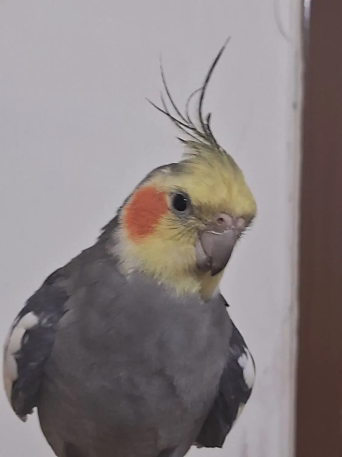 گمشدن دوعددعروس هلندی|حیوانات|شهرکرد, |دیوار