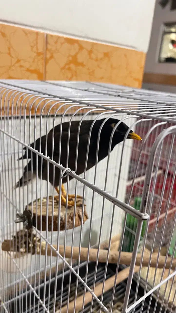 مرغ مینا ستاره ای|پرنده|مرودشت, بیست متری بیمارستان|دیوار