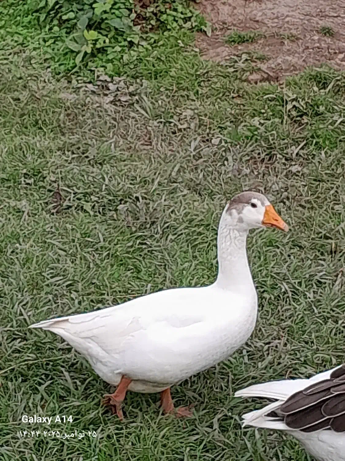 غاز سالم|حیوانات مزرعه|سنگر, |دیوار