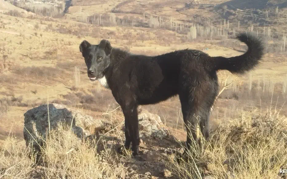 سگ گله|سگ|آوج, |دیوار