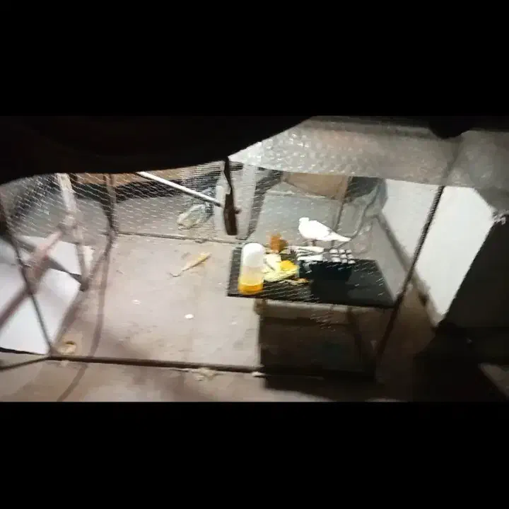 قفس آهنی با ۷ تا مرغ عشق باخونه آبخوری|پرنده|بندرعباس, |دیوار