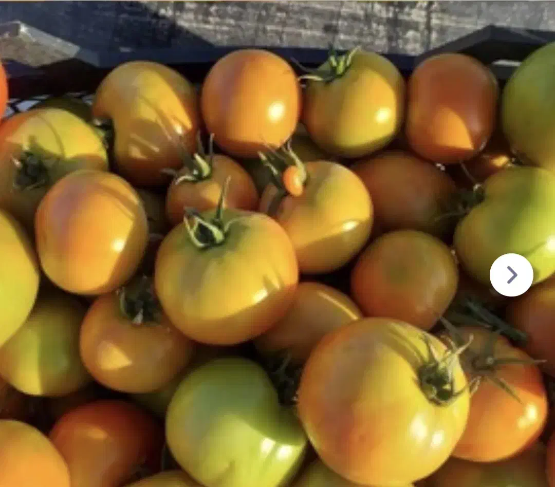 گوجه ۲ رنگ زیر قیمت همه جا جمع کن ببر قیمت توافقی|خوردنی و آشامیدنی|مشگین شهر, |دیوار