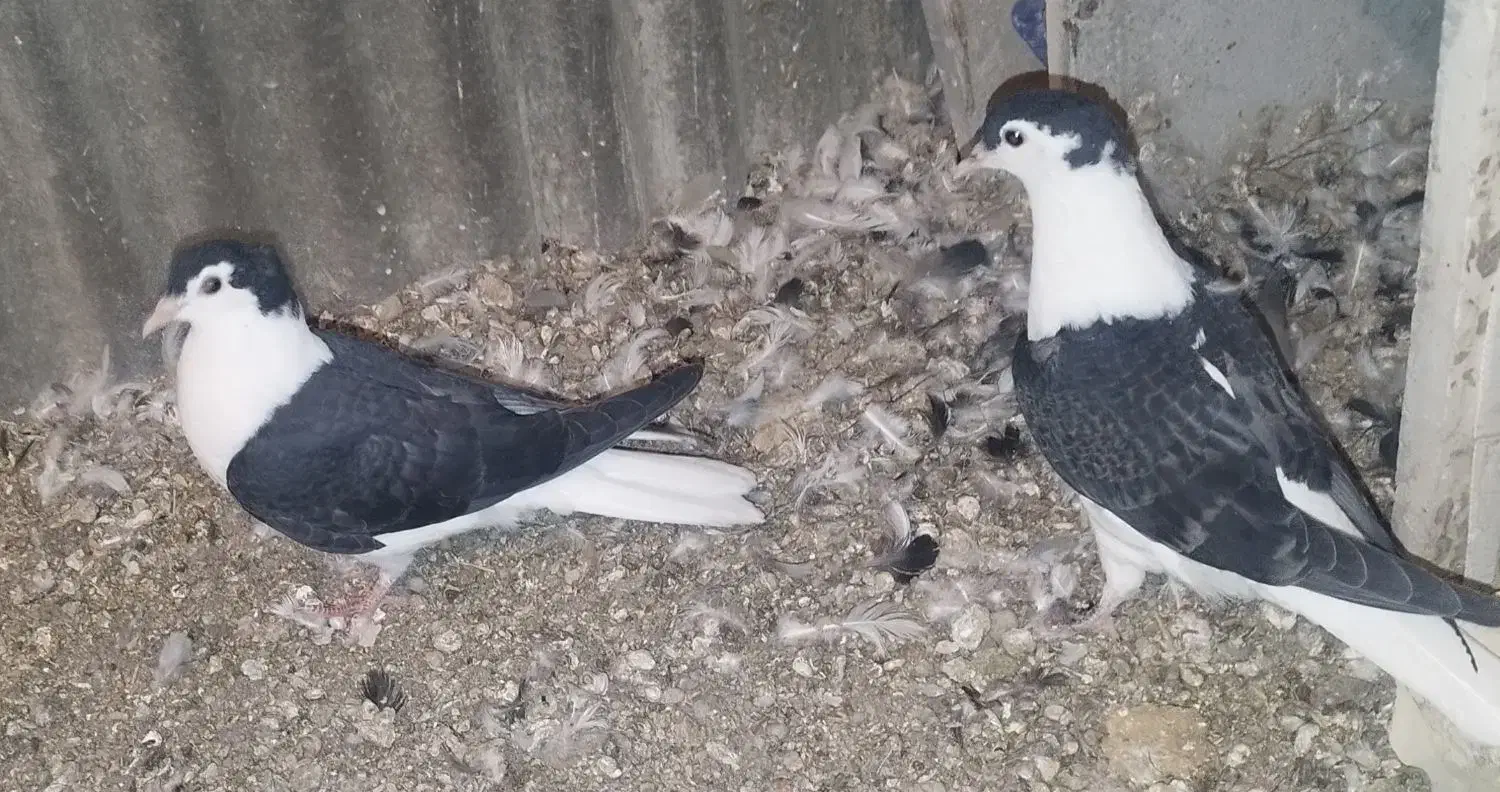 سرخ پشت و جوجه سیاه پشت|پرنده|لنجان, |دیوار