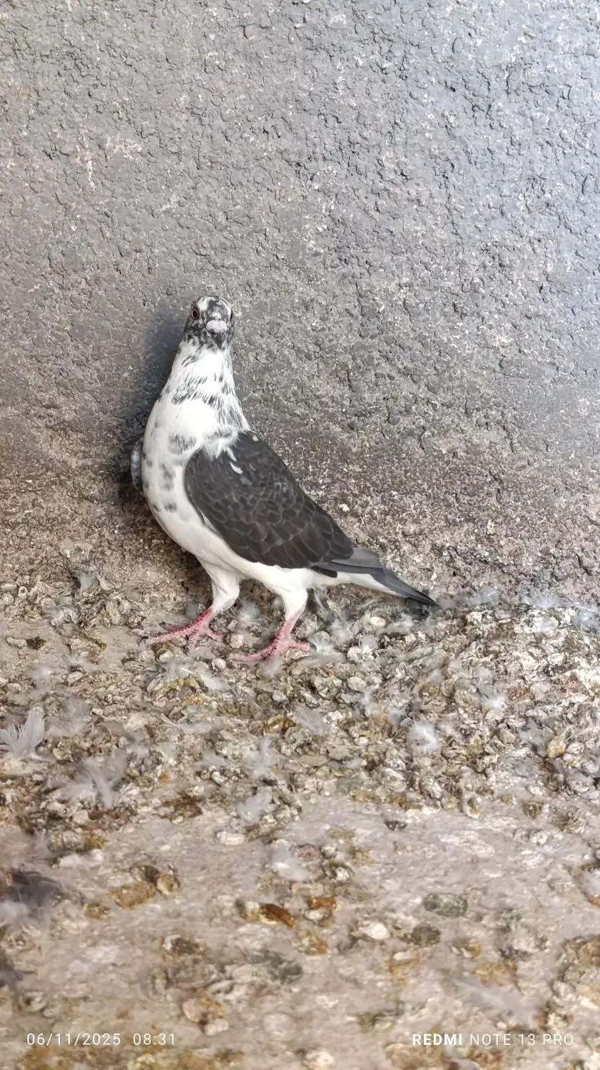 کبوتر گوره و غوره نر و طوقی|پرنده|وحدتیه, |دیوار