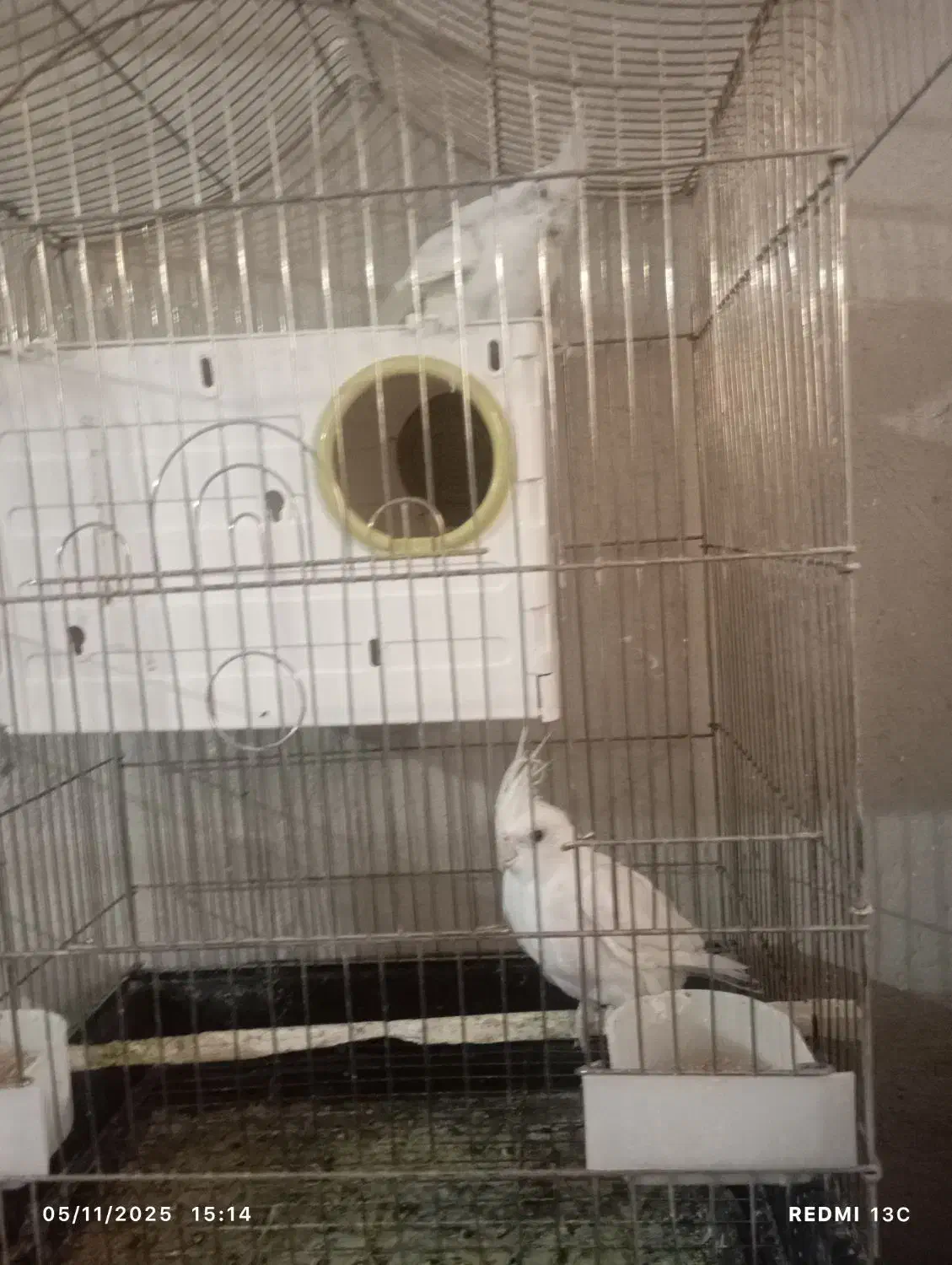 عروس هلندی|پرنده|سمنان, |دیوار