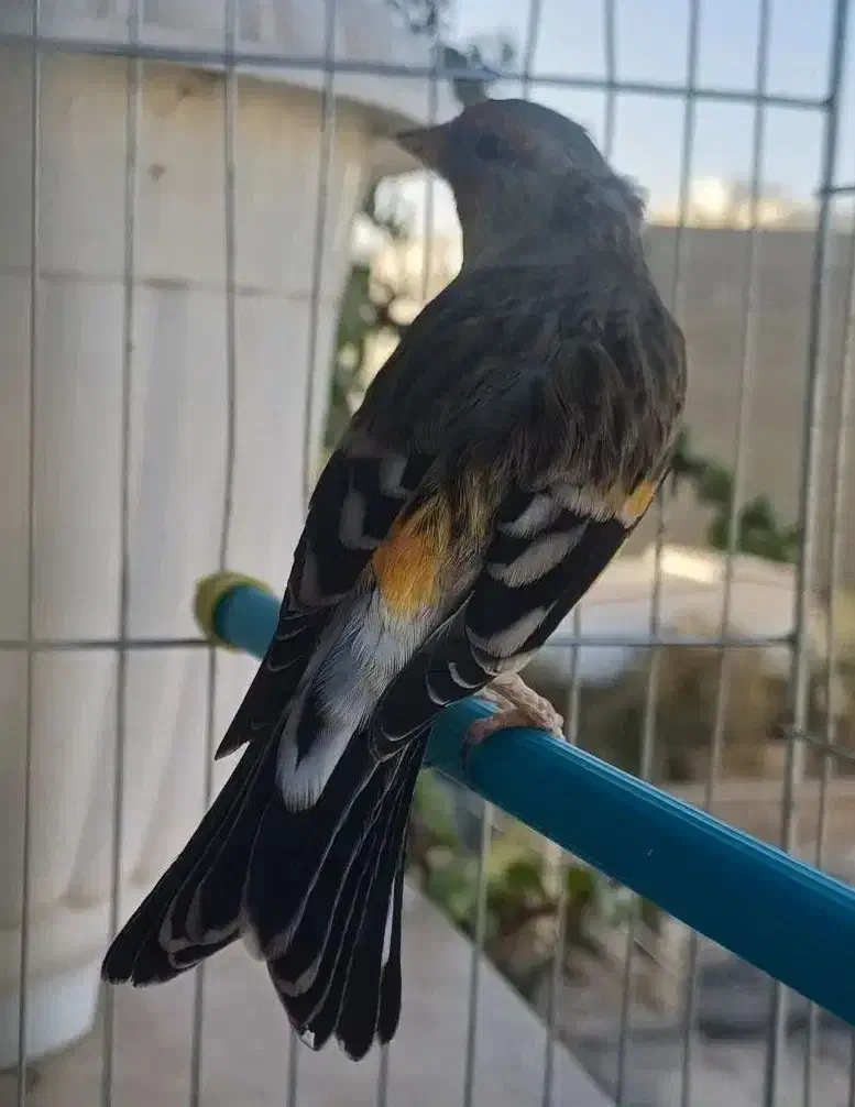 سهره قناری نر دهن سهره با قفس|پرنده|فردیس, شهرک شهید حسینی|دیوار