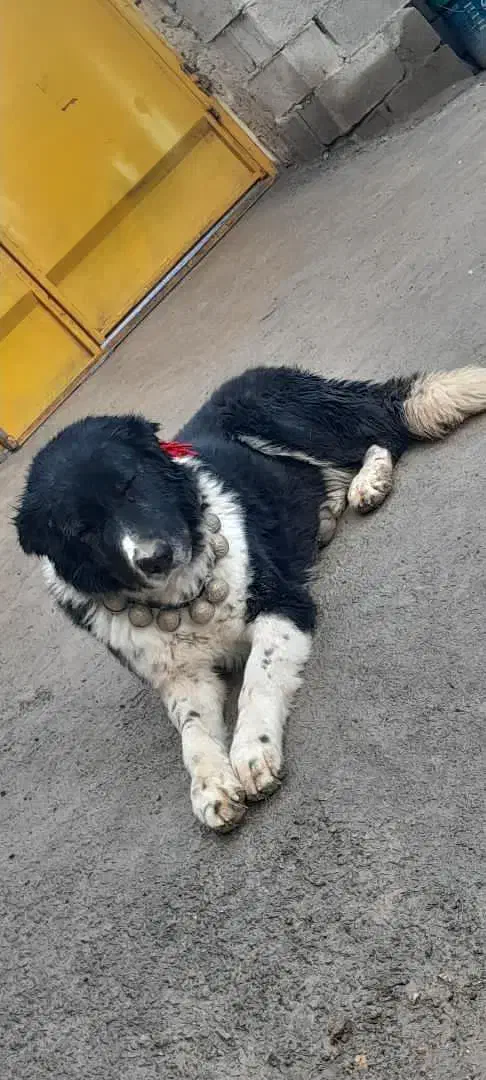 وگذاری سگ قهدریجانی|سگ|نجفآباد, کهریزسنگ|دیوار