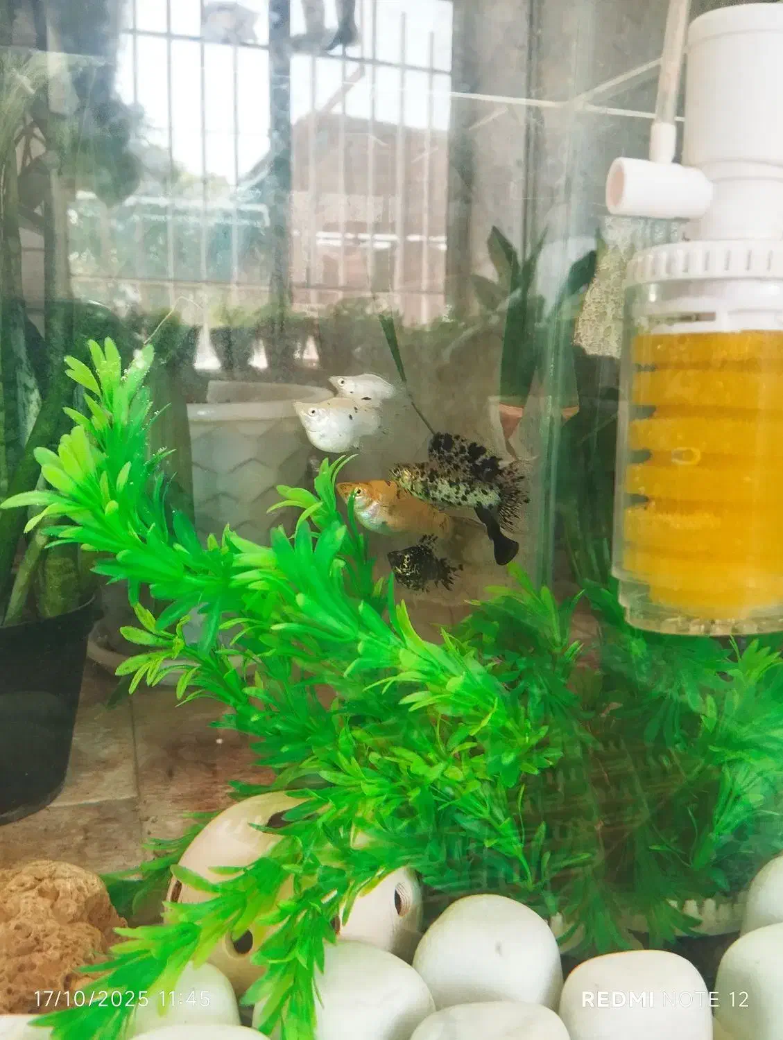 ماهی|ماهی|فسا, |دیوار