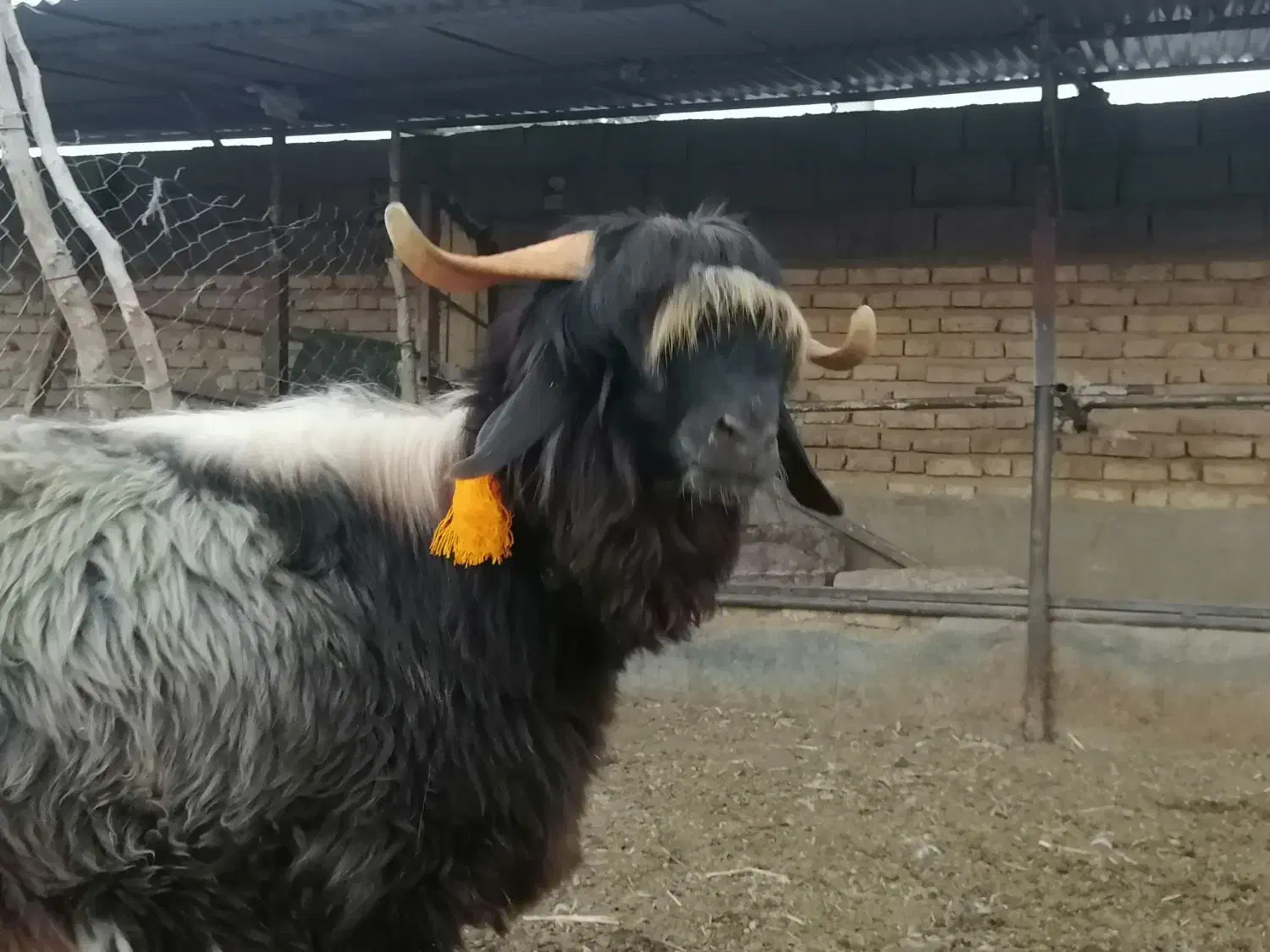 بره قوچ  کهره  بز  میش|حیوانات مزرعه|شیراز, گویم|دیوار