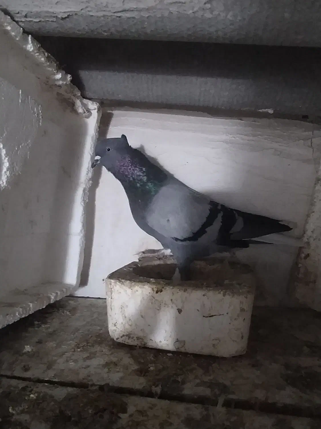 کبوتر|پرنده|گرگان, |دیوار