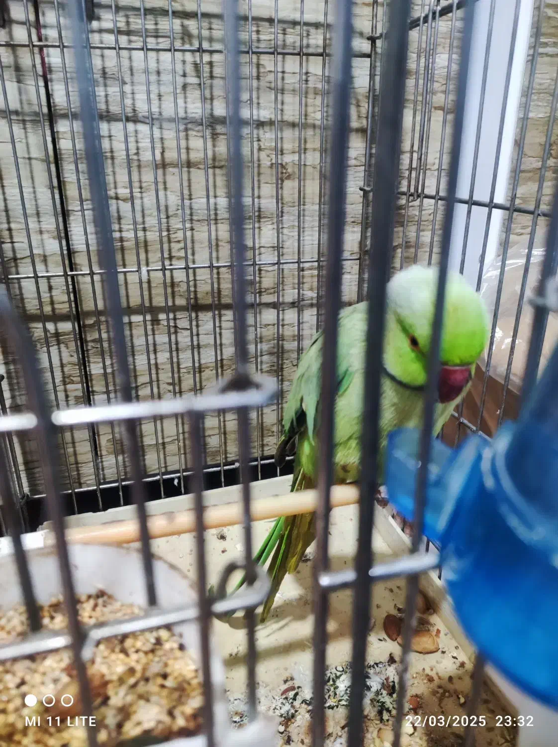 طولی ملنگوی نر|پرنده|خلخال, |دیوار