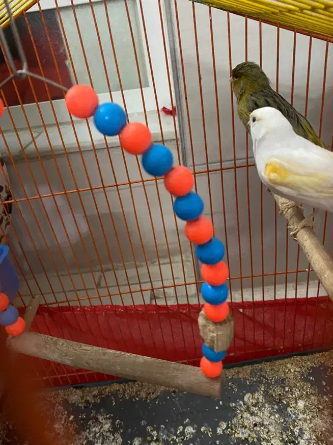 قناری|پرنده|یزد, |دیوار