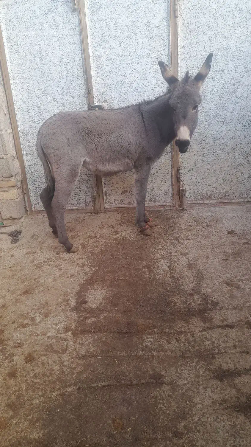 کره الاغ ماده باب گله ۱۰ماهشه هیکلی و درشت|حیوانات مزرعه|کنگاور, |دیوار