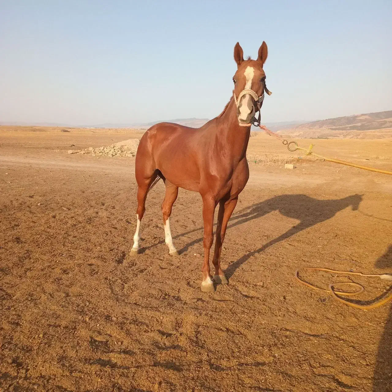 مادیون ترکمن ۴ ساله فروشی|اسب و تجهیزات اسب‌سواری|شاهرود, |دیوار