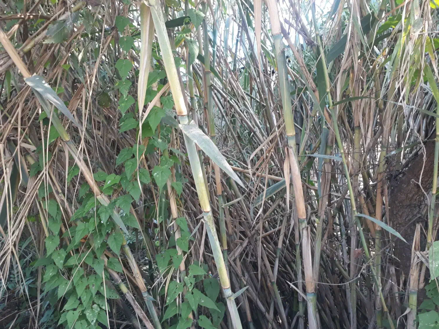 نی تازه ویلا باغ خانه|عمدهفروشی|ماسال, |دیوار