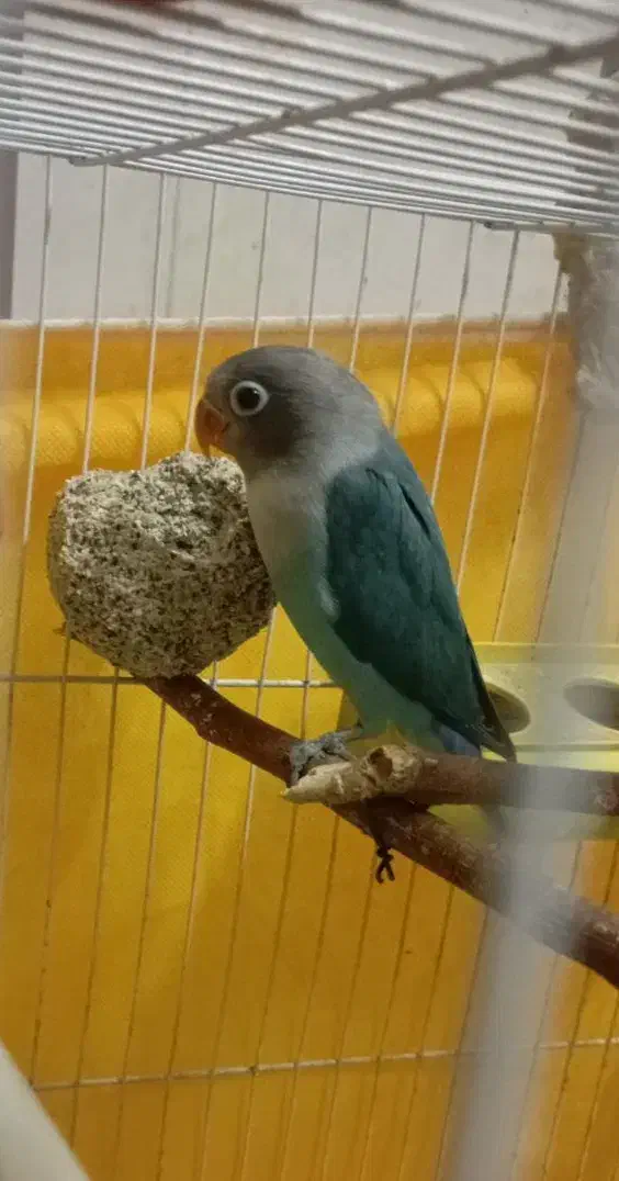 طوطی کوتوله|پرنده|مشهد, سیلو|دیوار