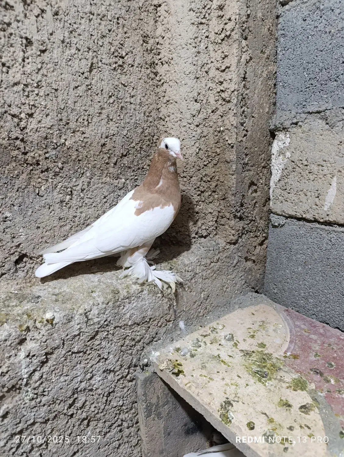 طوق زرد ماده کوار|پرنده|کوار, |دیوار