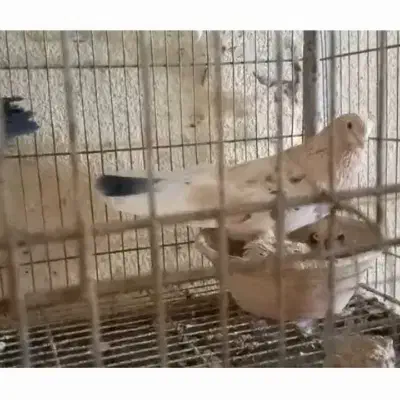 کبوتر . گمشده|پرنده|تهران, فلسطین (میدان انقلاب)|دیوار