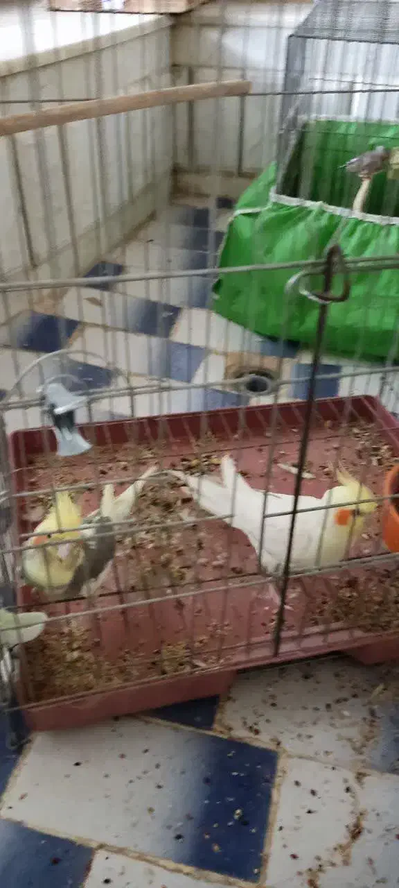 فروش عروس هلندی|پرنده|فولادشهر, زاینده رود|دیوار