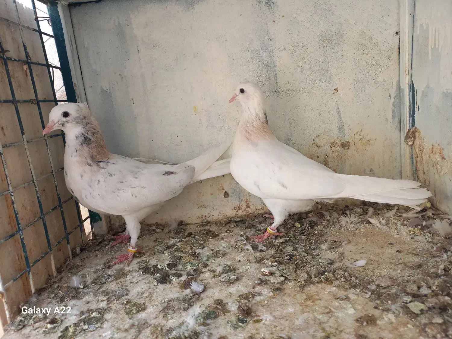 کفتر پرشی|پرنده|کرج, ساسانی (قلمستان)|دیوار