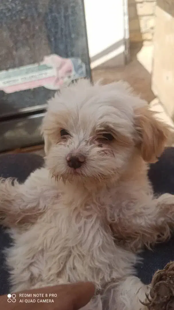 سگ شیتزو تریر|سگ|کرمان, |دیوار