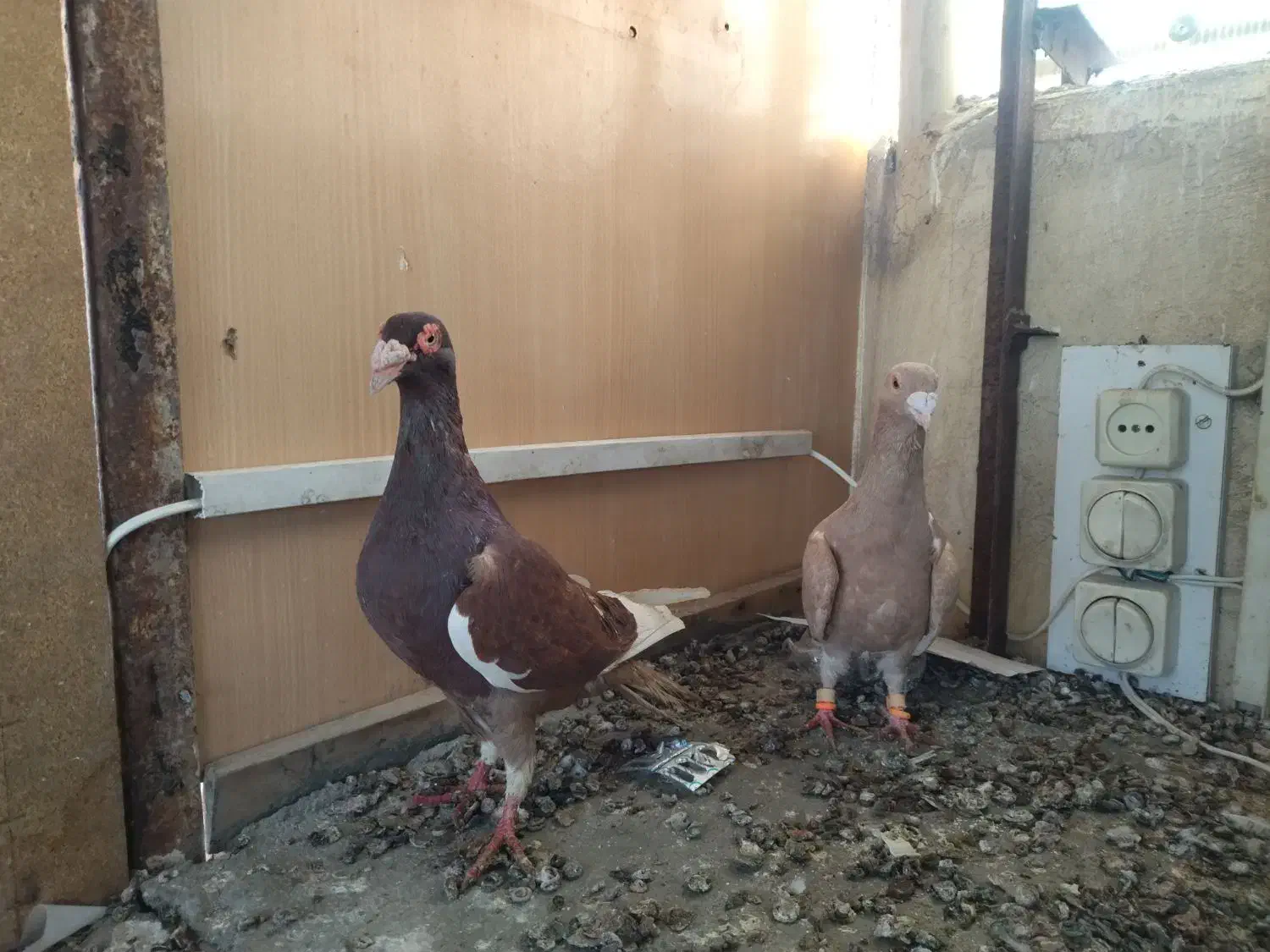 نروماده|پرنده|مشهد, ایثار|دیوار