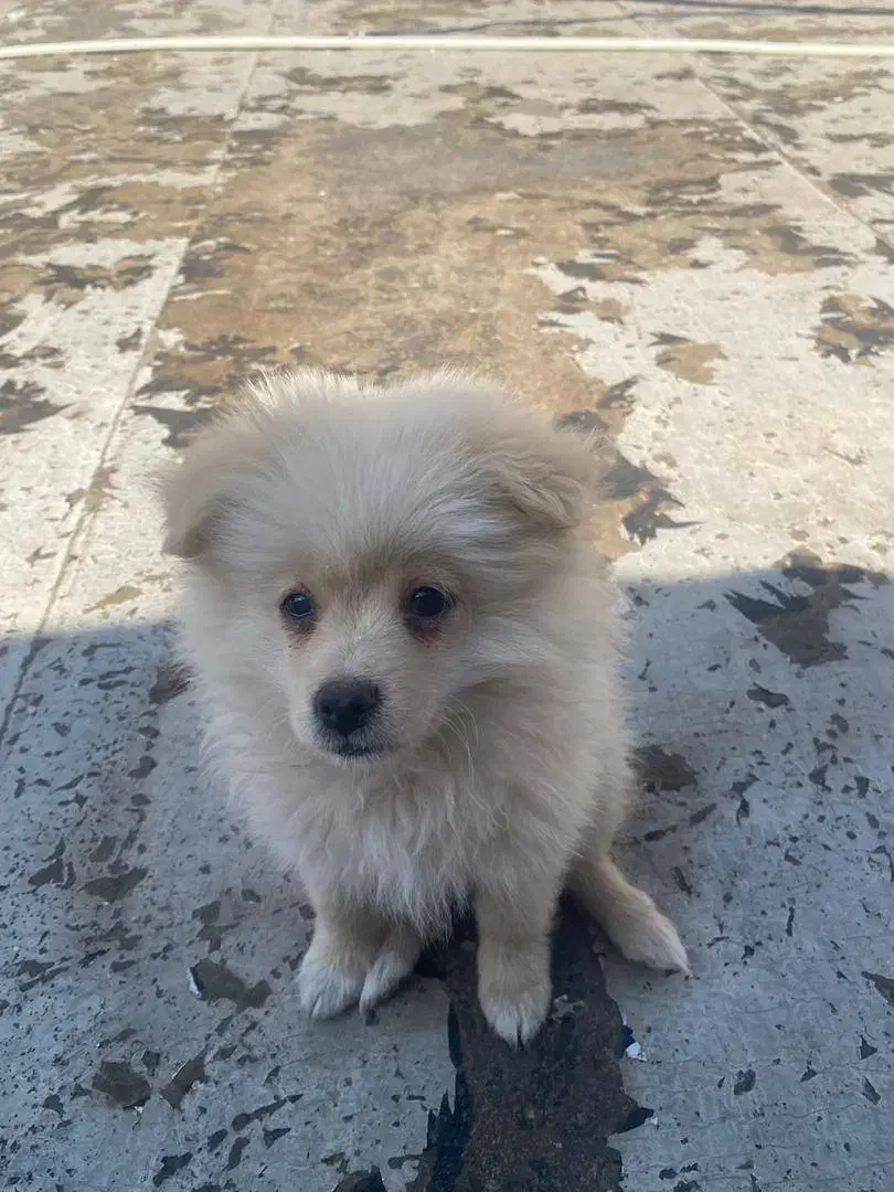 سگ پامر|سگ|ورامین, شهرک مدرس|دیوار