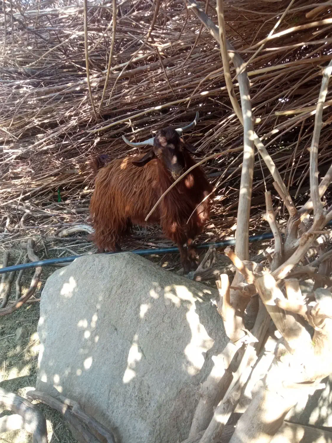 دو عدد کهره نر|حیوانات مزرعه|جبالبارز, |دیوار