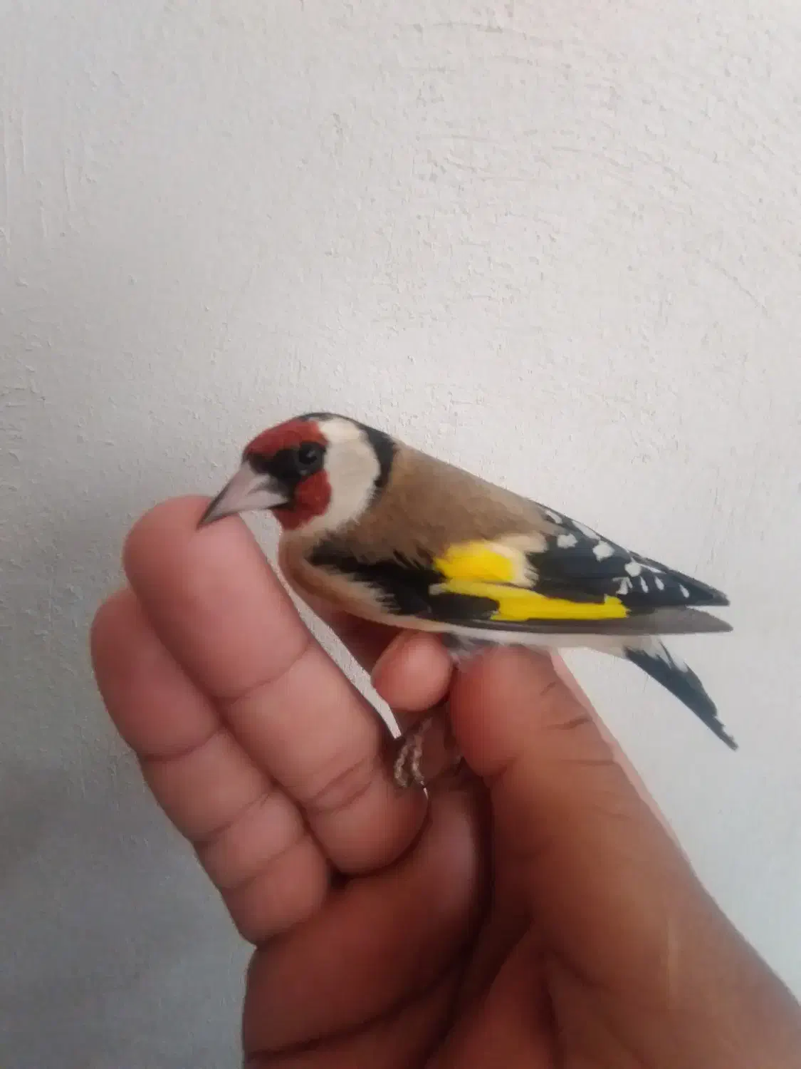 سیره گلچین|پرنده|سرپل ذهاب, |دیوار