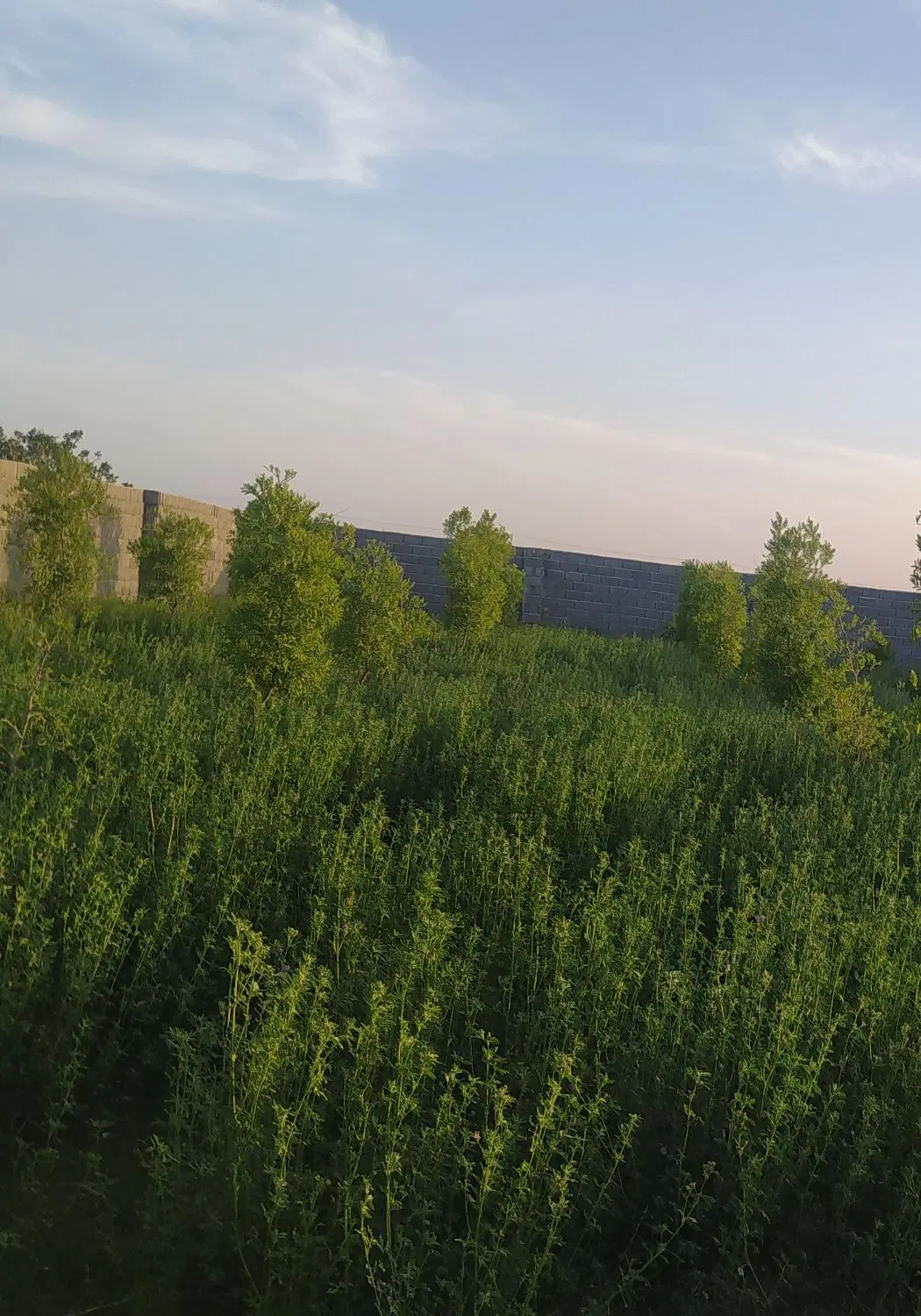 یونجه|لوازم جانبی حیوانات|خوسف, |دیوار