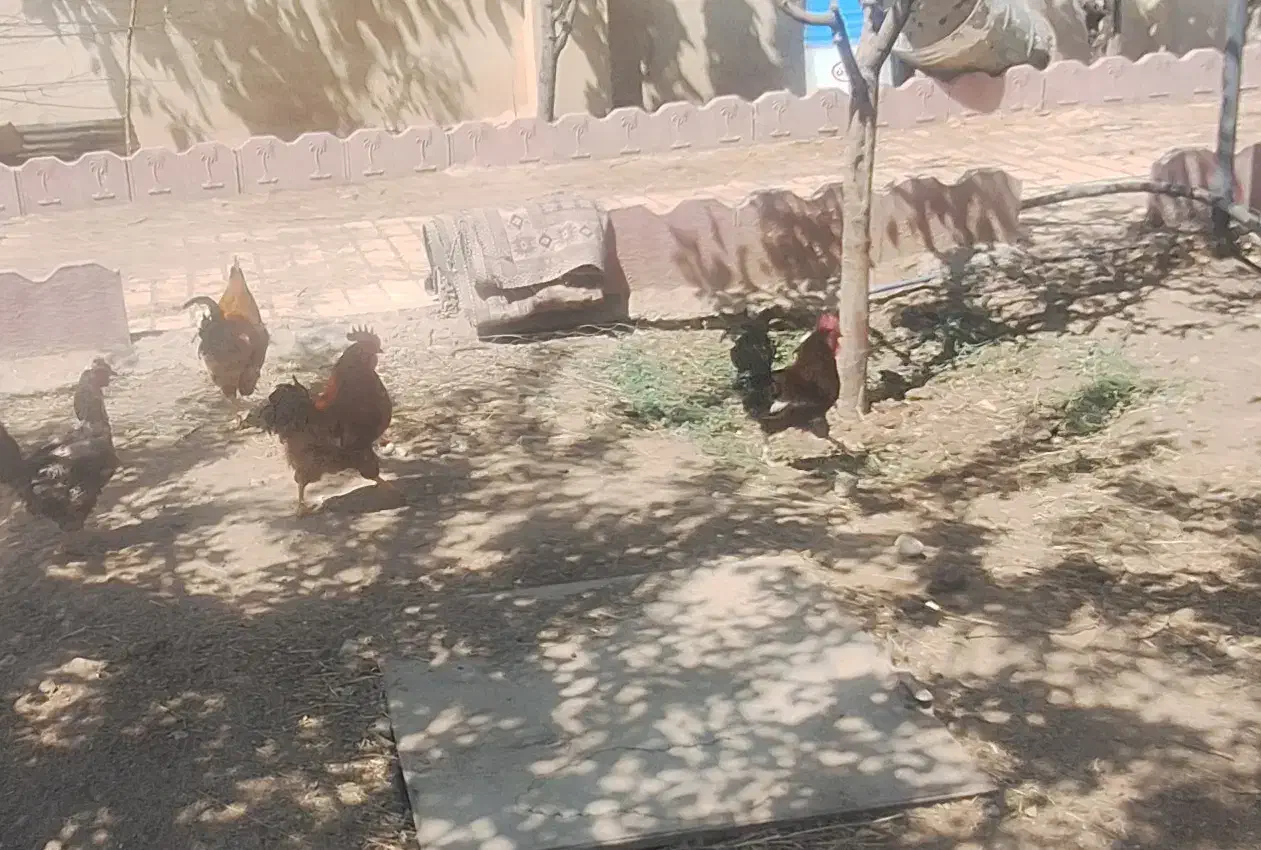 مرغ وخروس وبوقعلمون محلی|حیوانات مزرعه|کوهسار (البرز), |دیوار