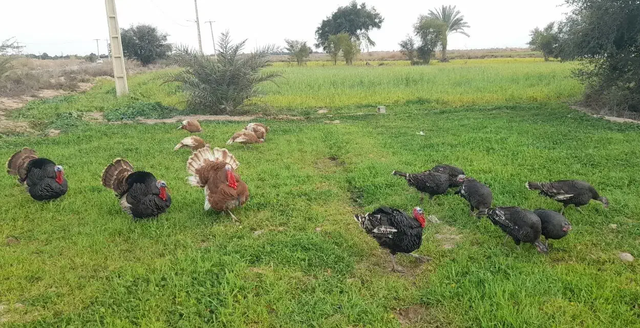 تخم بوقلمون بوربون و برنز|حیوانات مزرعه|باوی, |دیوار