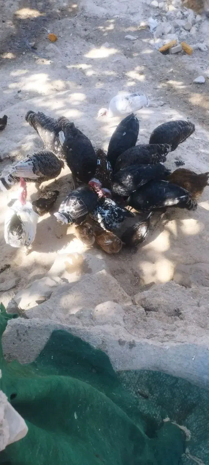 پخت نان محلی()|خوردنی و آشامیدنی|چاروسا, |دیوار