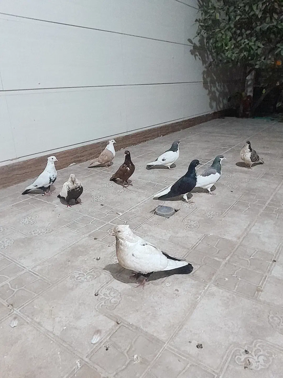 کفتر|پرنده|کازرون, |دیوار