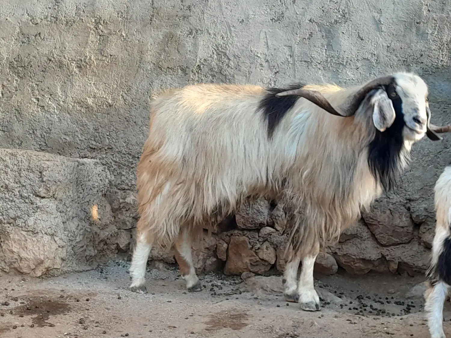 بز نر|حیوانات مزرعه|شباب, |دیوار