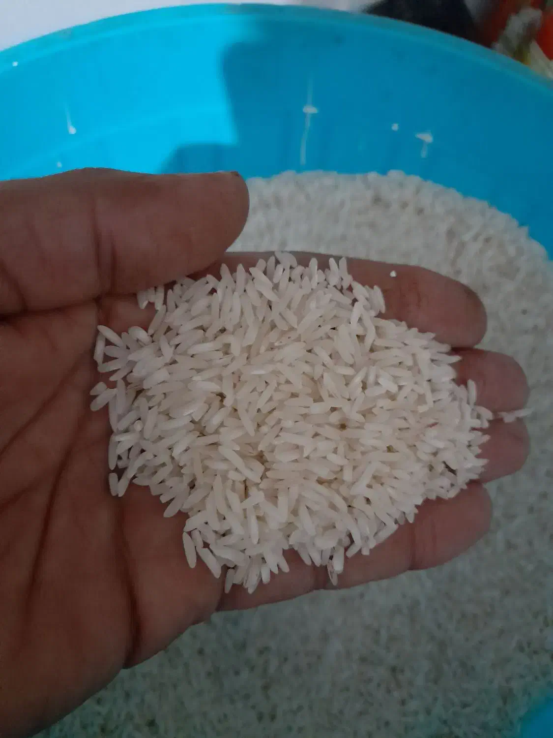 فروش برنج هاشمی|خوردنی و آشامیدنی|لوندویل, |دیوار