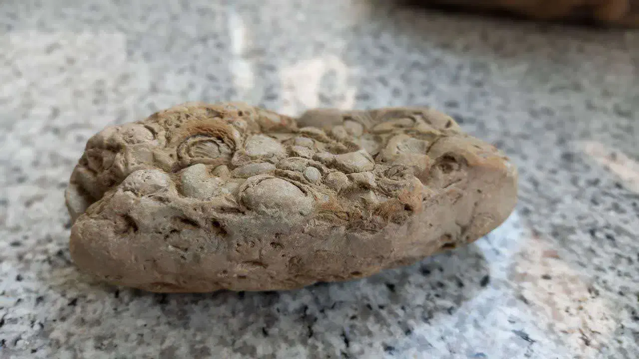 فسیل صدفی دو کفه ای برای 23 میلیون سال قبل|کلکسیون اشیاء عتیقه|قم, انسجام|دیوار