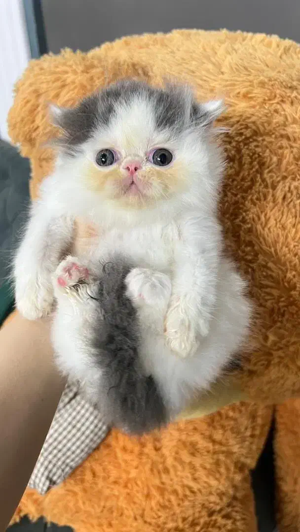 پرشینکت های سوپرفلت بایکالر|گربه|شیراز, میرزاکوچک خان|دیوار