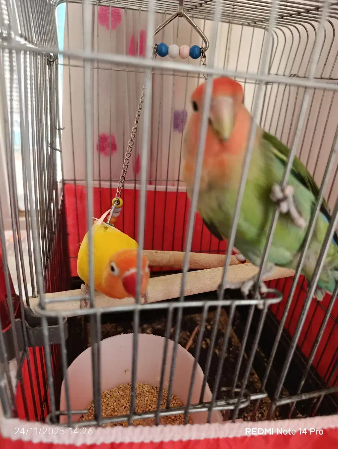 کوتوله برزیلی|پرنده|زواره, |دیوار