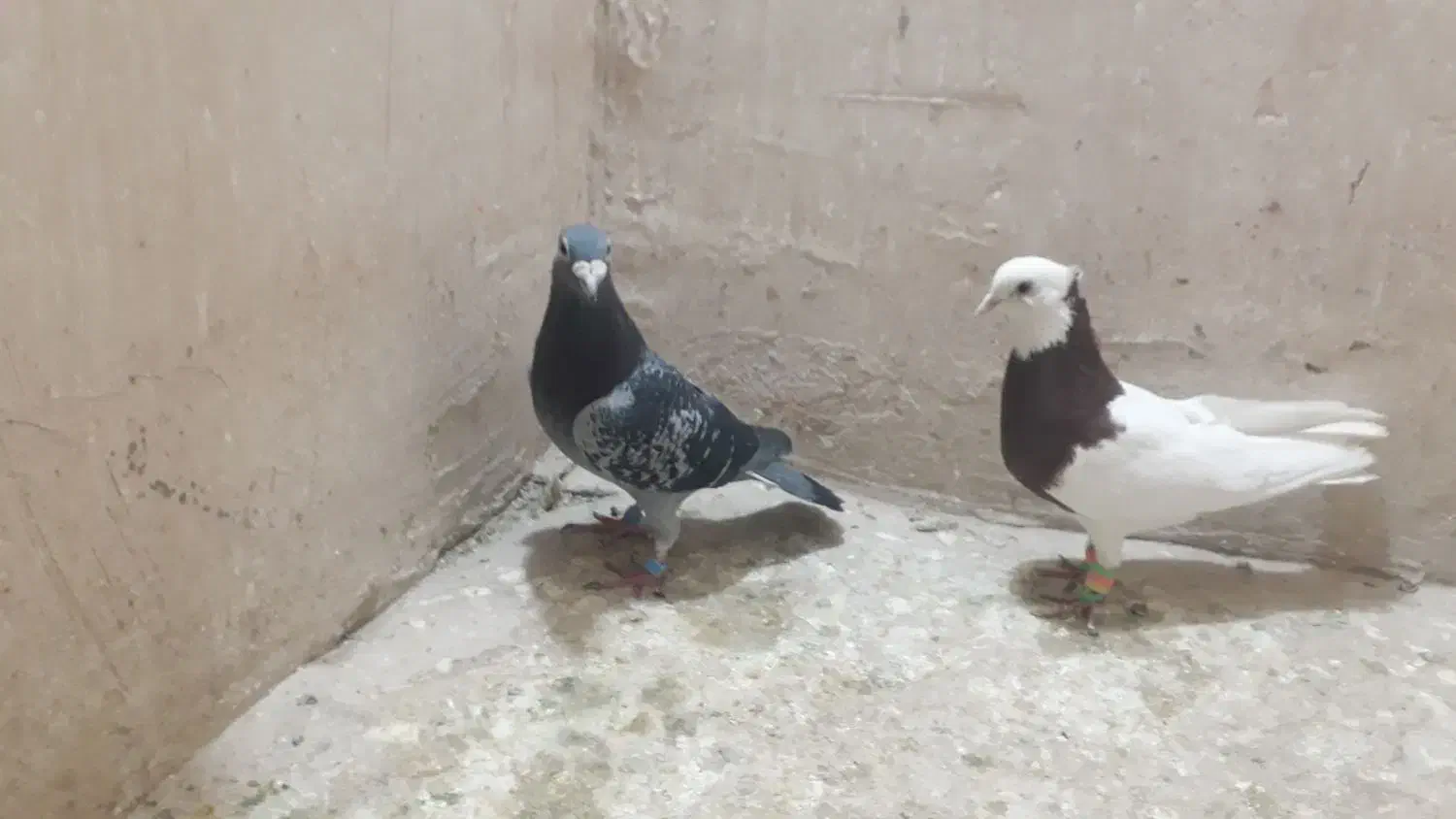 کفتر صید|پرنده|مشهد, رده|دیوار