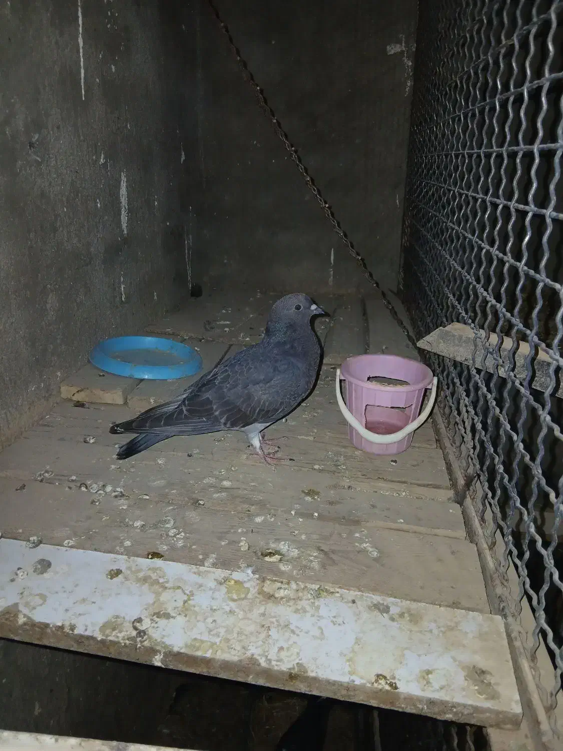 کفتر ۷، ۸ تا|پرنده|ابهر, |دیوار