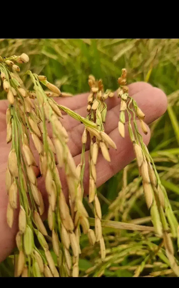 فروش عمده برنج هاشمی و دوم سیاه|عمدهفروشی|درگز, |دیوار