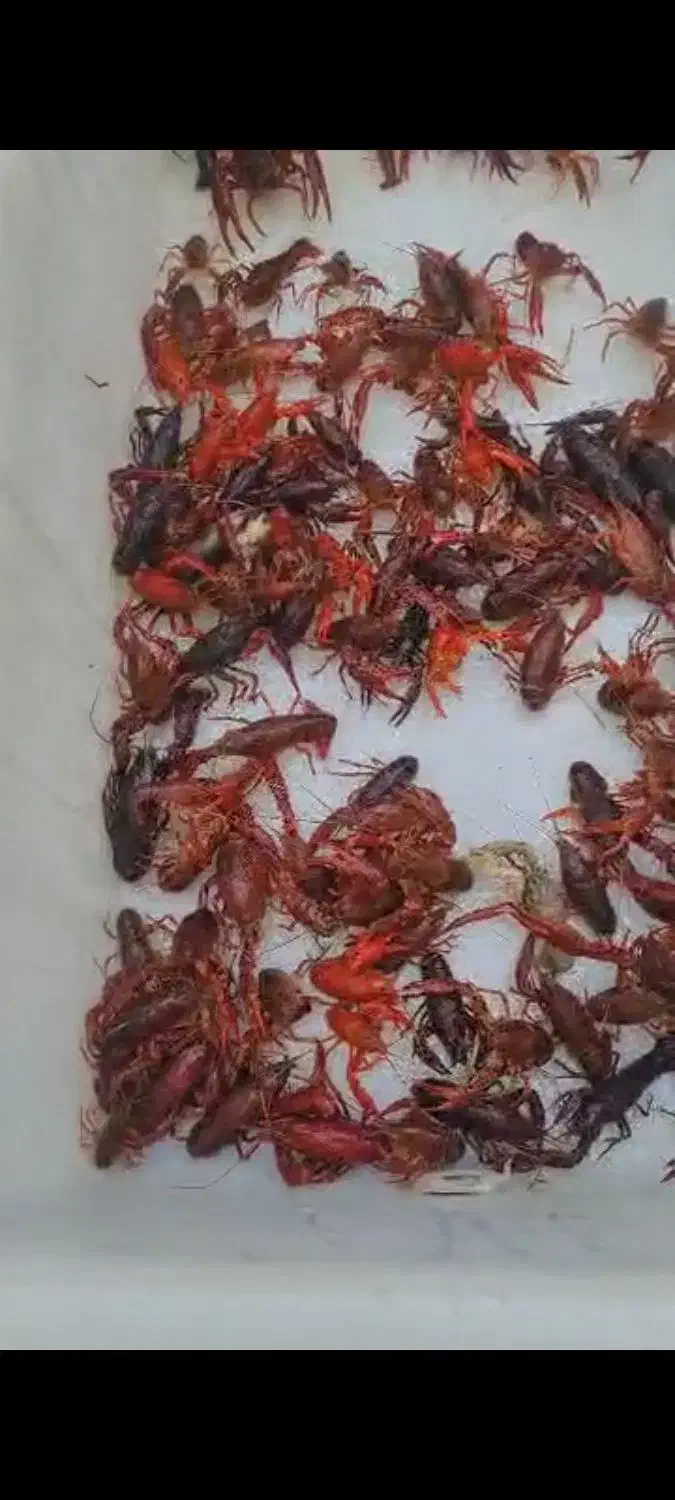 کوی سوپر باله|ماهی|تهران, مسعودیه|دیوار