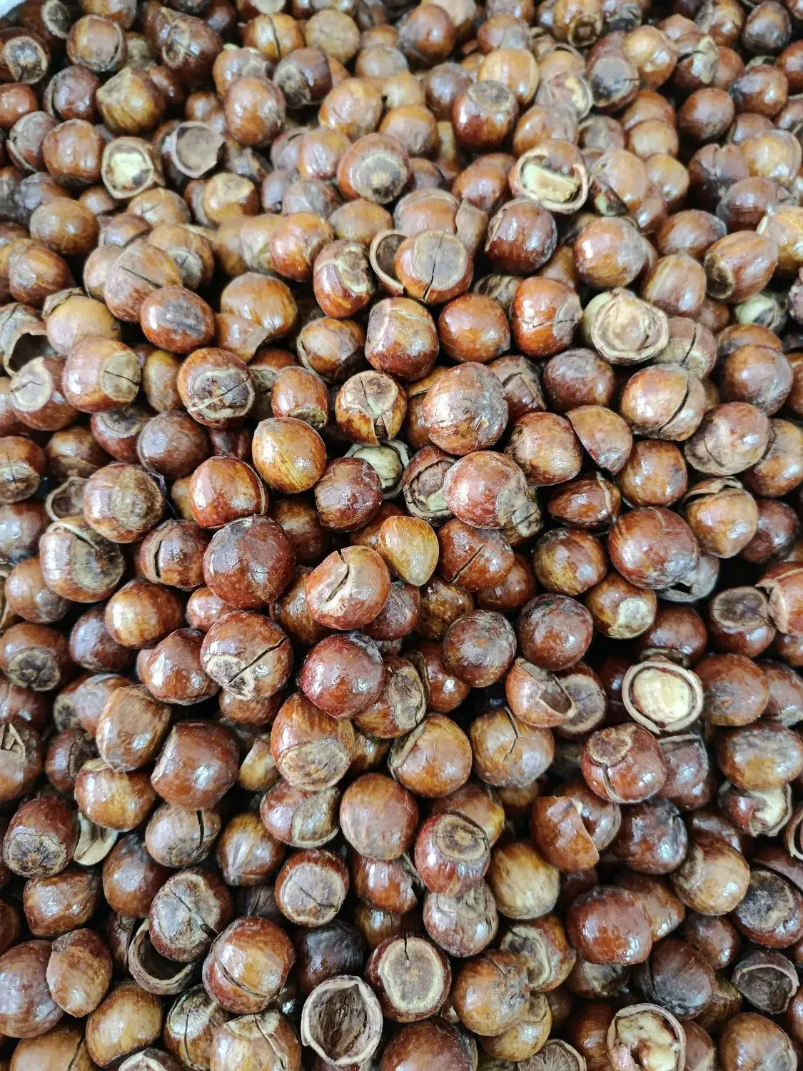 مغز|خوردنی و آشامیدنی|قم, قم نو|دیوار