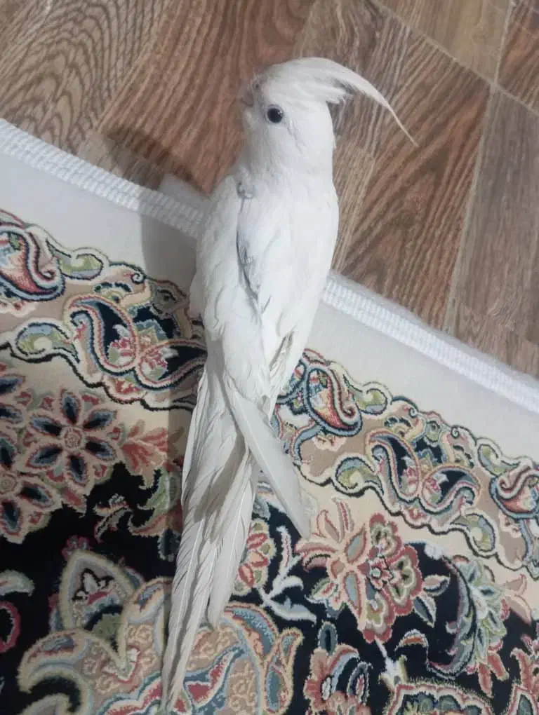 عروس هلندی گم شده|حیوانات|بوکان, |دیوار