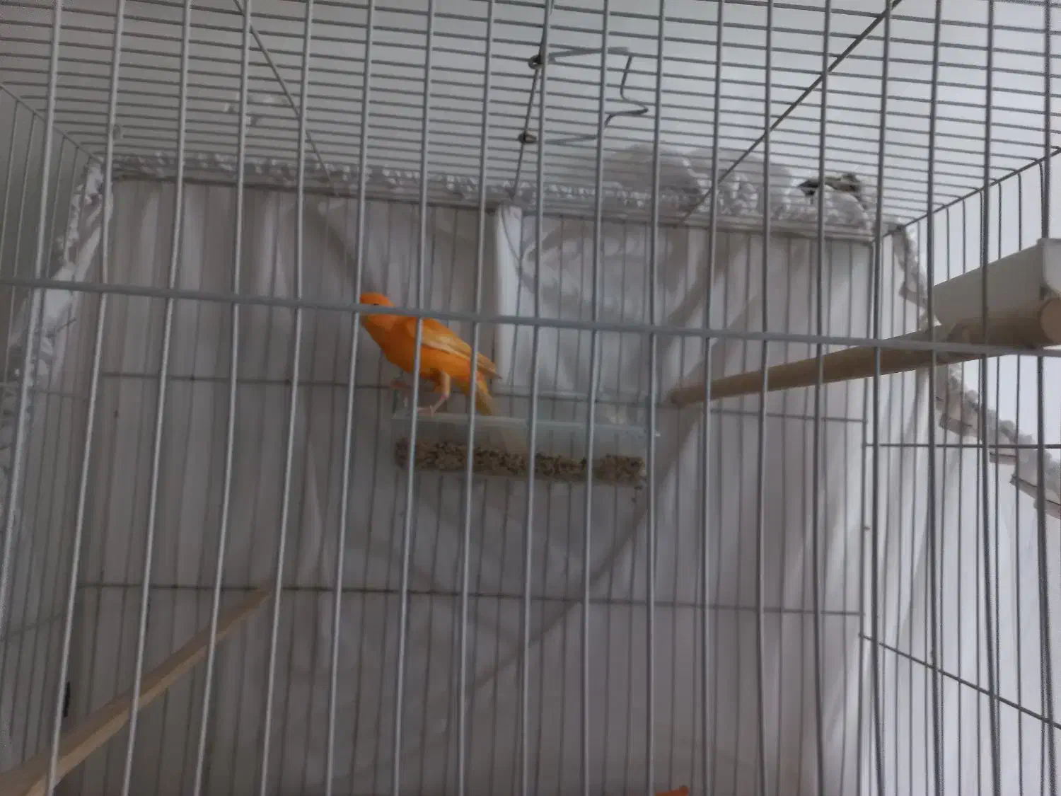 قناری نر و ماده اماده اماده|پرنده|شاهرود, |دیوار