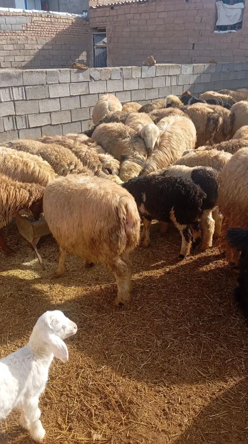 قیمت 60|حیوانات مزرعه|آباده, |دیوار