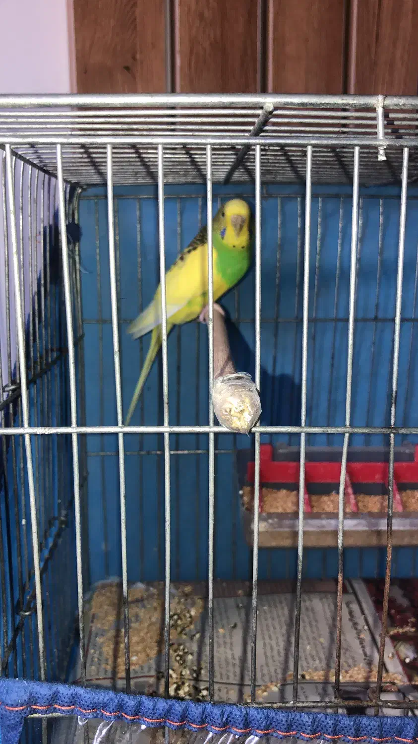 مرغ عشق|پرنده|رشت, گلزاران|دیوار